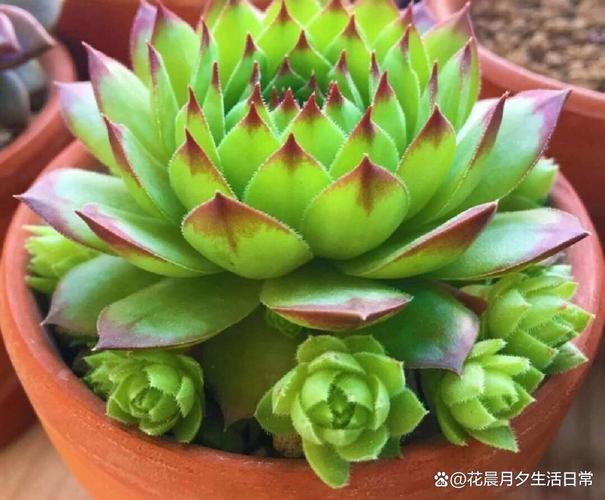 多肉坐台莲花图片大全-第1张图片-吾爱花网