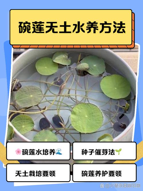 碗莲水培不加土可以吗-第1张图片-吾爱花网