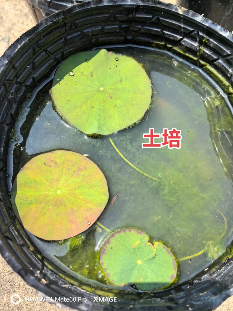 碗莲水培不加土可以吗-第2张图片-吾爱花网