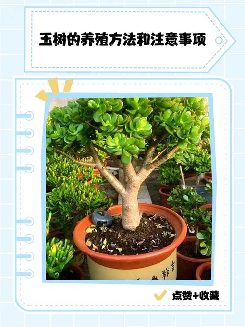 玉树多肉怎么养才好？-第1张图片-吾爱花网