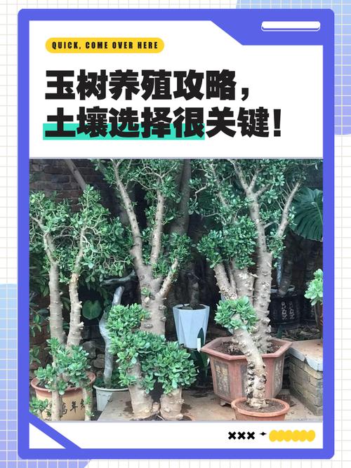 玉树多肉怎么养才好？-第2张图片-吾爱花网