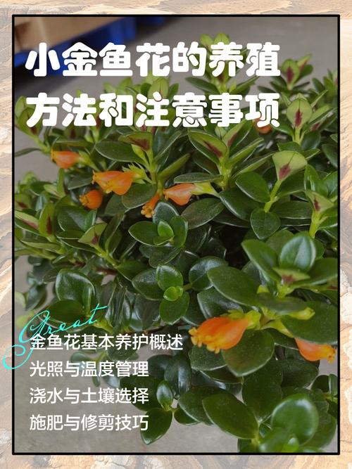 盆栽金鱼花有何实用价值？-第1张图片-吾爱花网