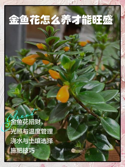 盆栽金鱼花有何实用价值？-第2张图片-吾爱花网