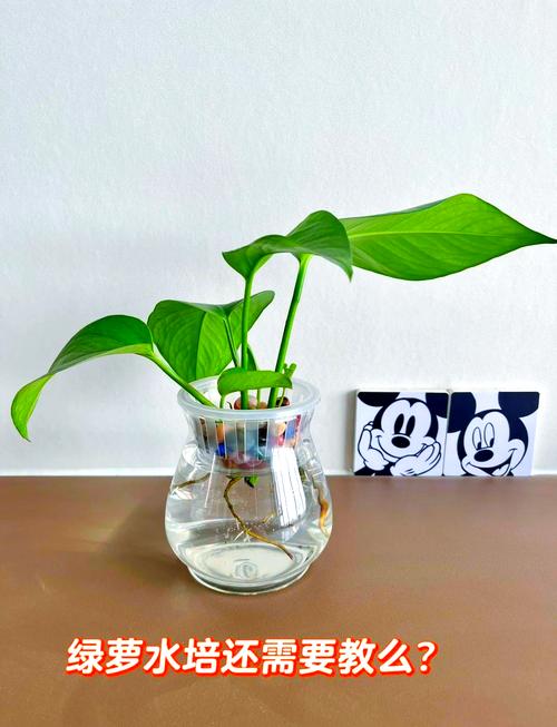 水培绿萝水量多少最合适？-第3张图片-吾爱花网