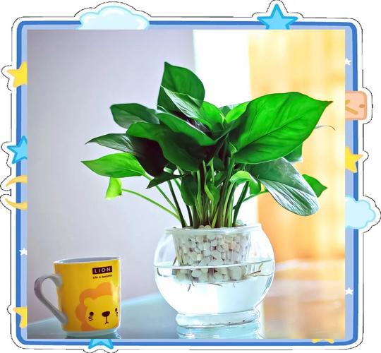 水培绿萝水量多少最合适？-第2张图片-吾爱花网