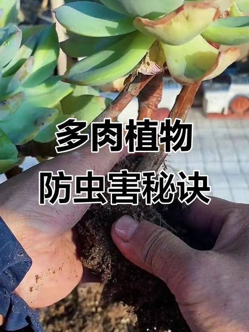 多肉病虫如何有效预防？-第2张图片-吾爱花网