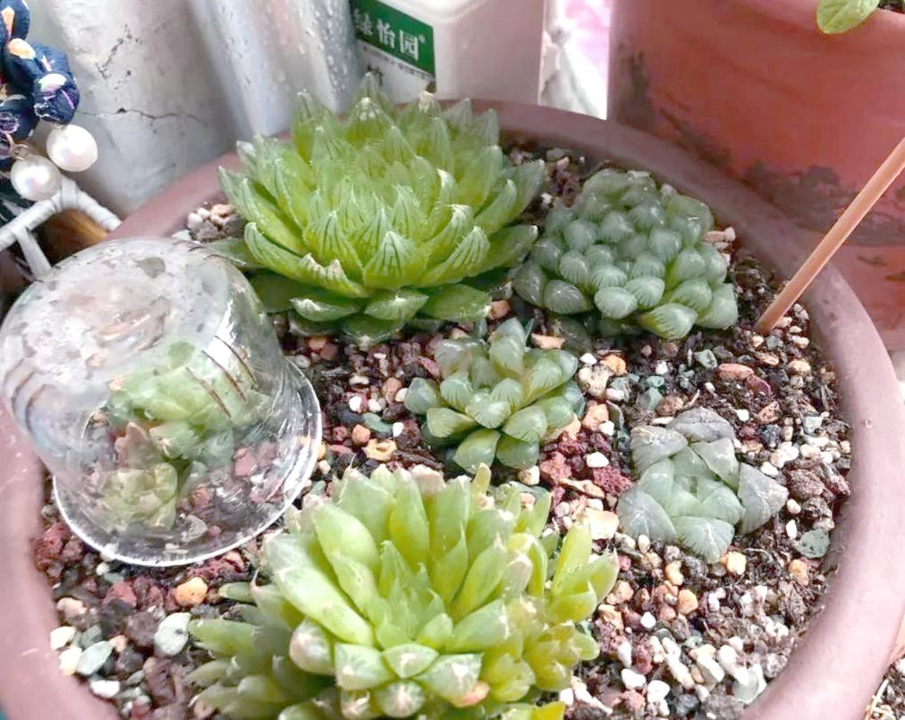 玉露冬天怎么浇水才正确？-第2张图片-吾爱花网