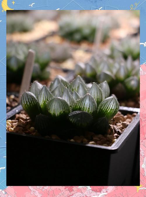 玉露冬天怎么浇水才正确？-第3张图片-吾爱花网