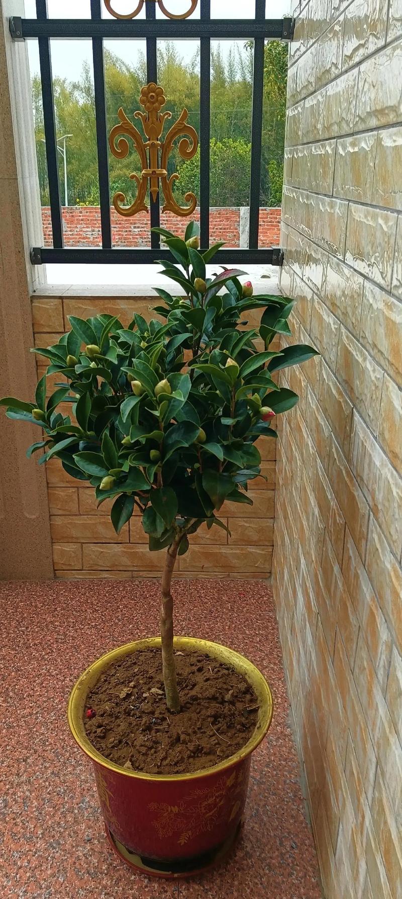 盆栽茶花用什么肥最好？-第3张图片-吾爱花网