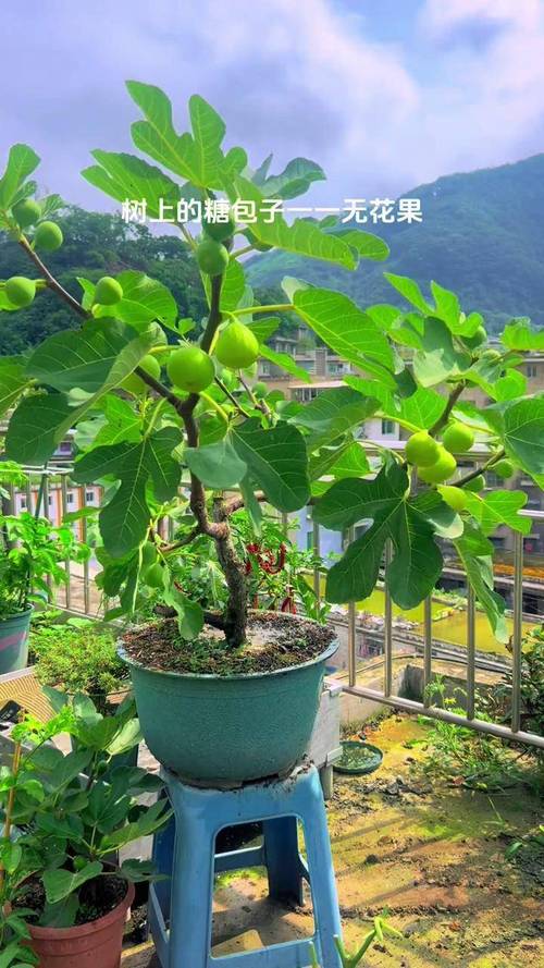无花果盆栽怎么养？视频教你轻松搞定！-第1张图片-吾爱花网