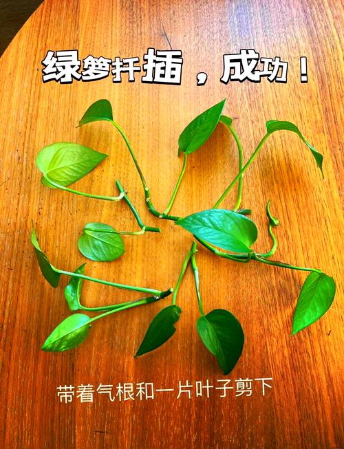 水培绿萝如何生长？全程变化揭秘-第2张图片-吾爱花网