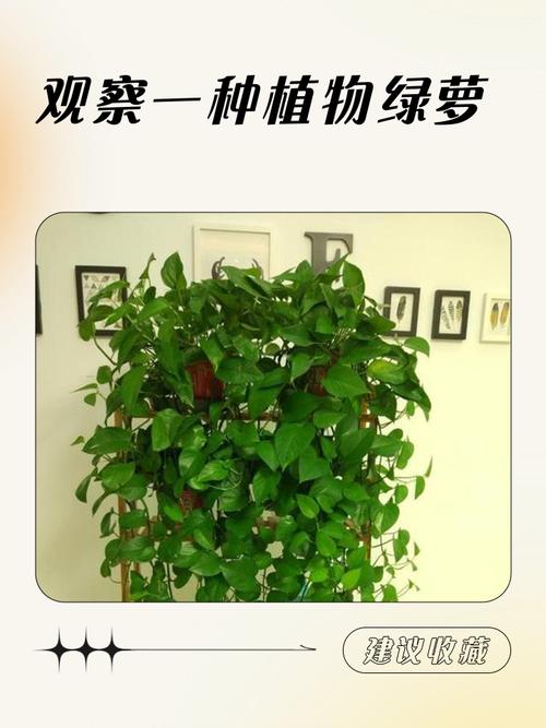 水培绿萝如何生长？全程变化揭秘-第3张图片-吾爱花网