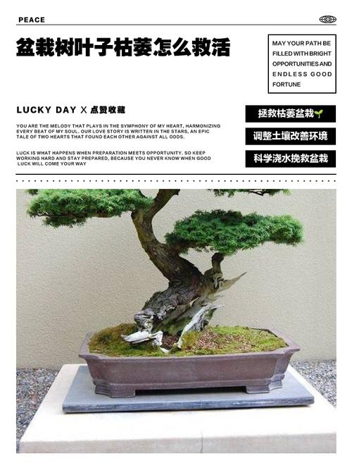 盆栽干枯了还能救活吗？-第2张图片-吾爱花网