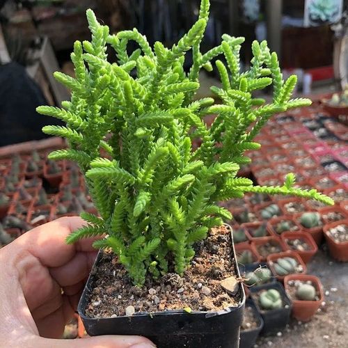 白花小松怎么养？多肉新手必看技巧-第1张图片-吾爱花网