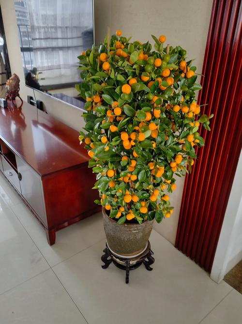 盆栽桔子冬天到底能不能施肥？-第1张图片-吾爱花网