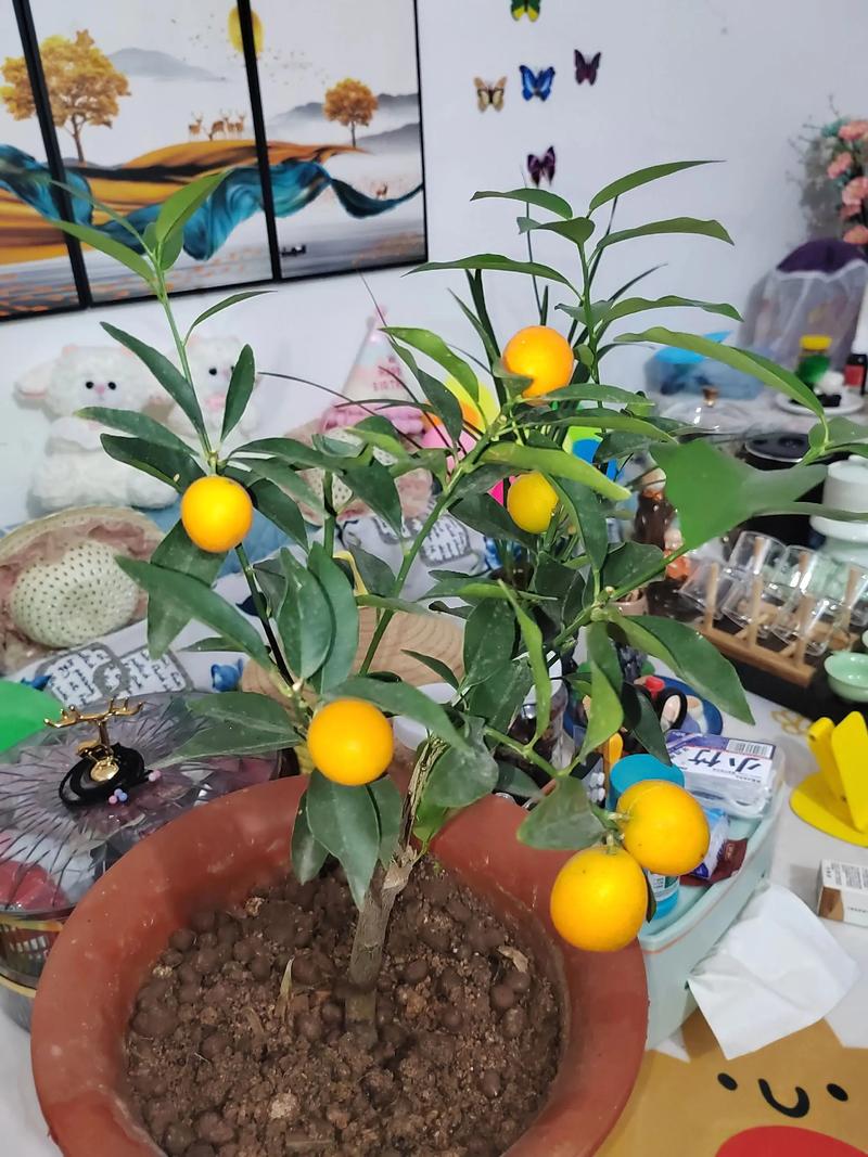 盆栽桔子冬天到底能不能施肥？-第2张图片-吾爱花网