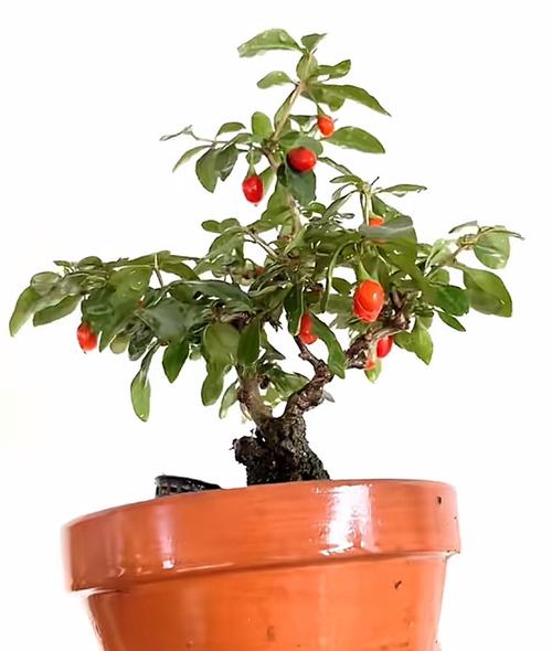 枸杞盆栽用什么土最好-第3张图片-吾爱花网