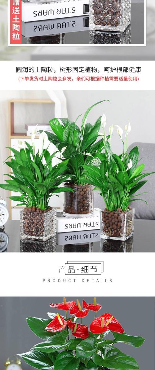 水培花养鱼？哪些品种能共存？-第3张图片-吾爱花网