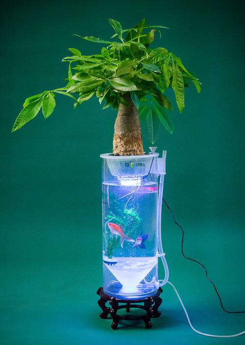 水培花养鱼？哪些品种能共存？-第2张图片-吾爱花网