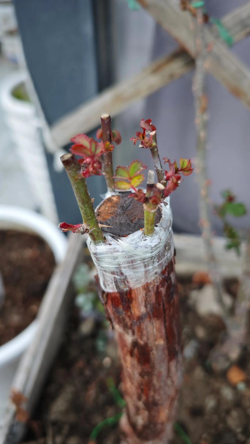 盆栽嫁接月季怎么管理才好？-第2张图片-吾爱花网