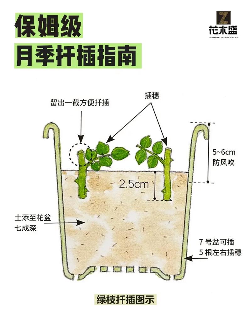 盆栽嫁接月季怎么管理才好？-第3张图片-吾爱花网