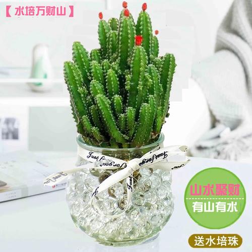 水培仙人掌能一直用水养吗？-第3张图片-吾爱花网