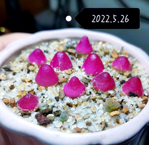 灯泡种子图片怎么辨别真假？-第2张图片-吾爱花网