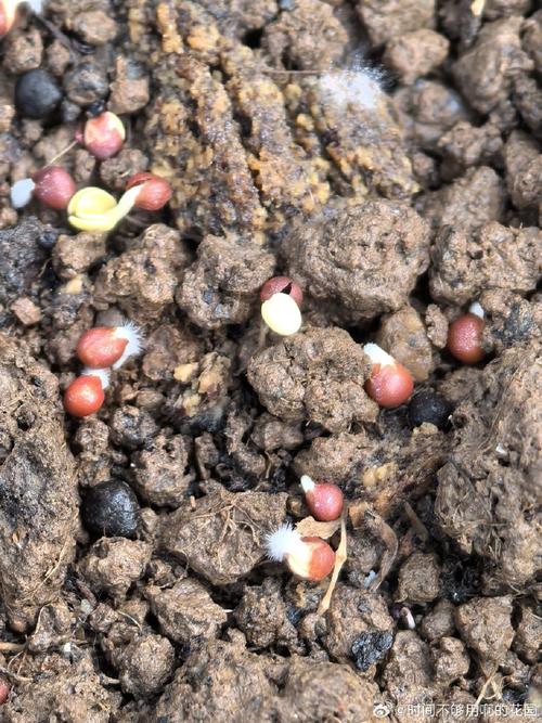 灯泡种子图片怎么辨别真假？-第3张图片-吾爱花网