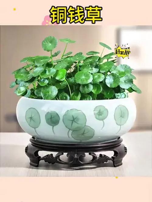 铜钱草盆栽图片有哪些养护要点？-第3张图片-吾爱花网
