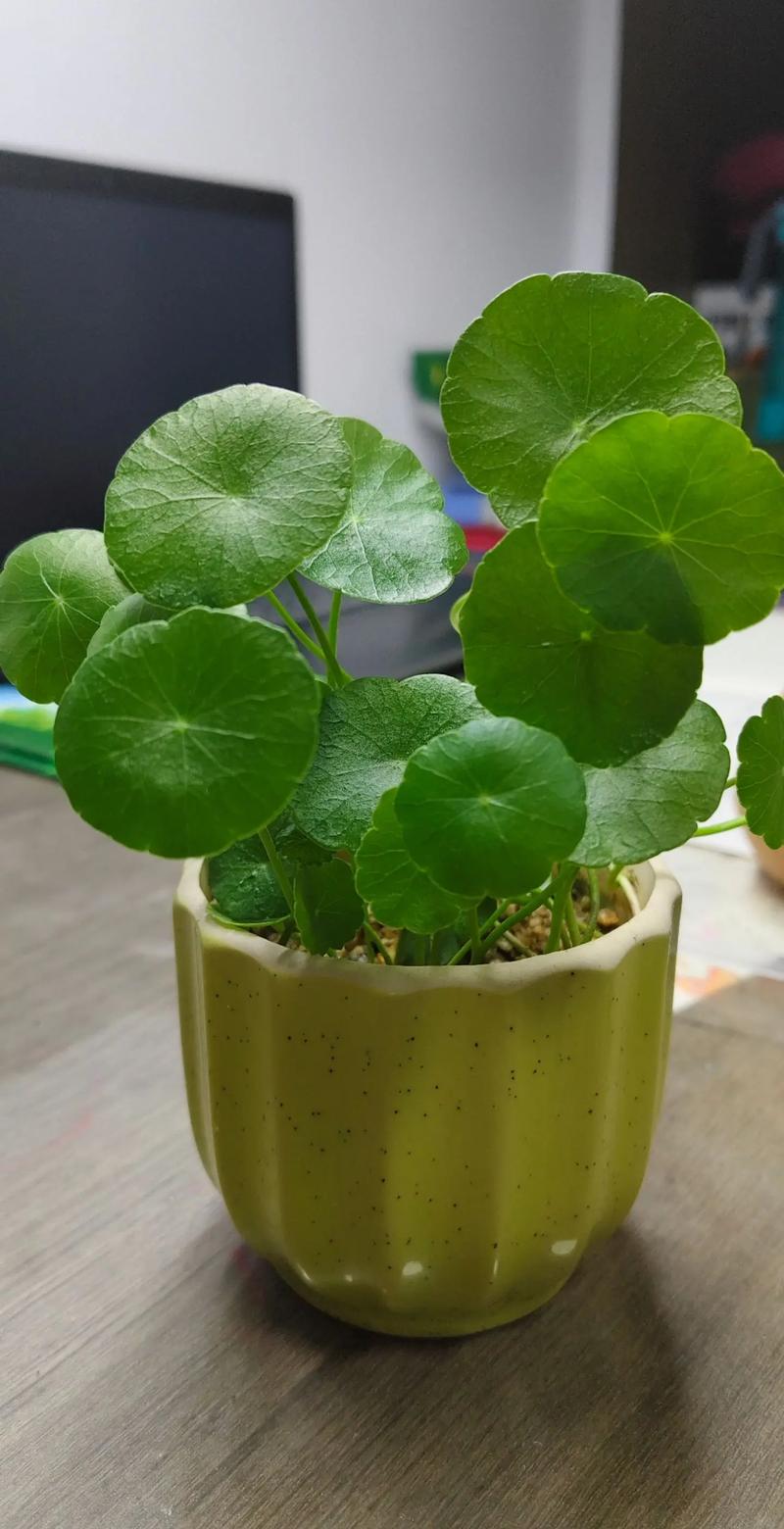 铜钱草盆栽图片有哪些养护要点？-第2张图片-吾爱花网