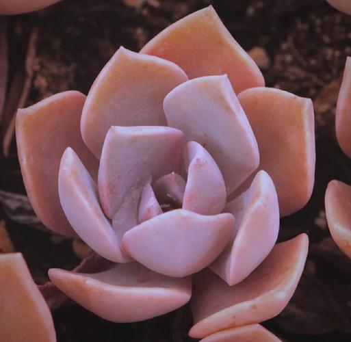 初恋多肉开花后要剪吗？-第1张图片-吾爱花网