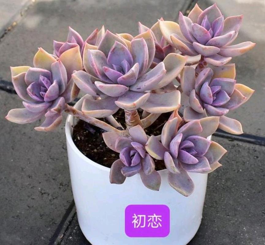 初恋多肉开花后要剪吗？-第2张图片-吾爱花网