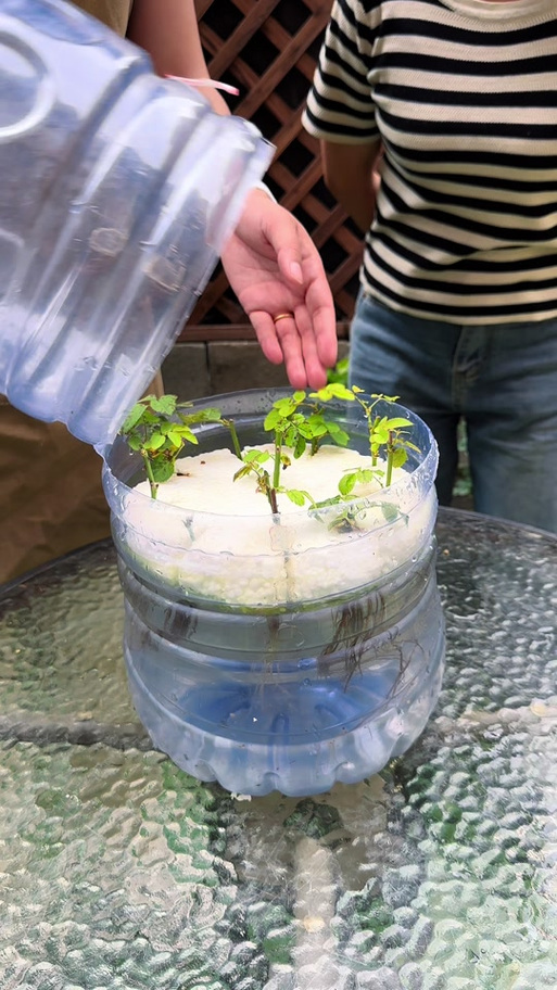 月季水培能用一次性杯子吗？-第1张图片-吾爱花网