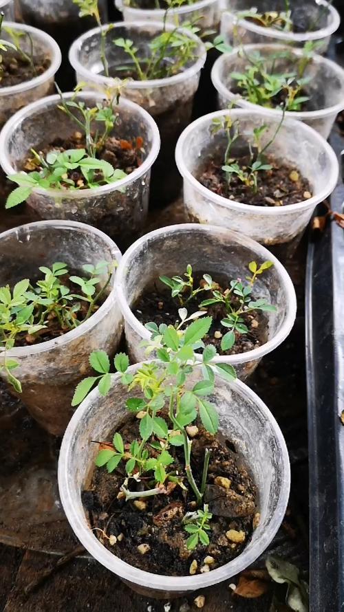 月季水培能用一次性杯子吗？-第3张图片-吾爱花网