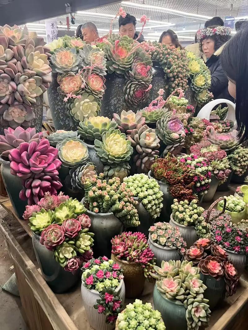 斗南多肉大棚怎么逛？地图指南来了！-第2张图片-吾爱花网