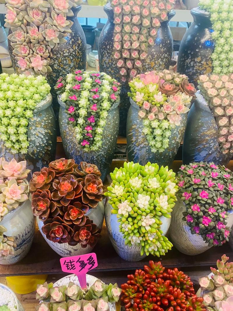 斗南多肉大棚怎么逛？地图指南来了！-第3张图片-吾爱花网
