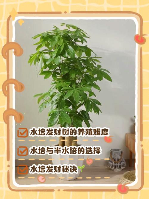 水培发财树能改土养吗？-第1张图片-吾爱花网