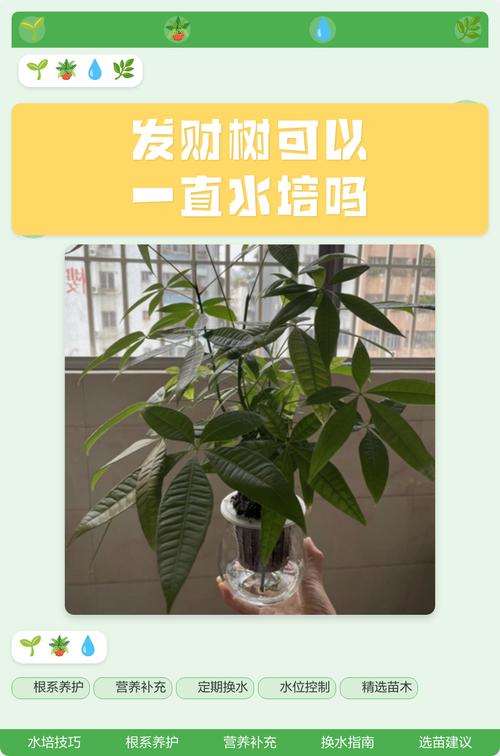 水培发财树能改土养吗？-第2张图片-吾爱花网