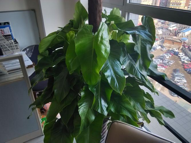 心叶喜林芋能水培吗？养护要点有哪些？-第1张图片-吾爱花网