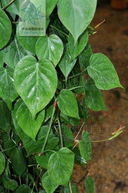 心叶喜林芋能水培吗？养护要点有哪些？-第2张图片-吾爱花网