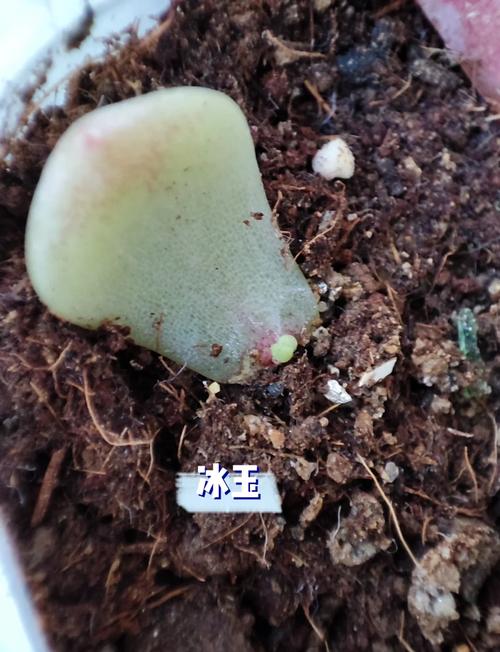 多肉叶片怎么繁殖？-第1张图片-吾爱花网