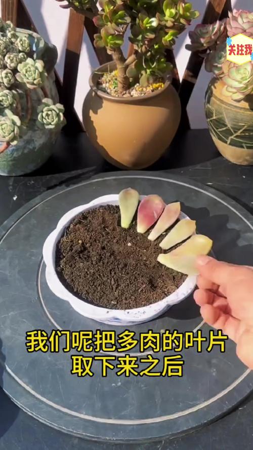 多肉叶片怎么繁殖？-第2张图片-吾爱花网