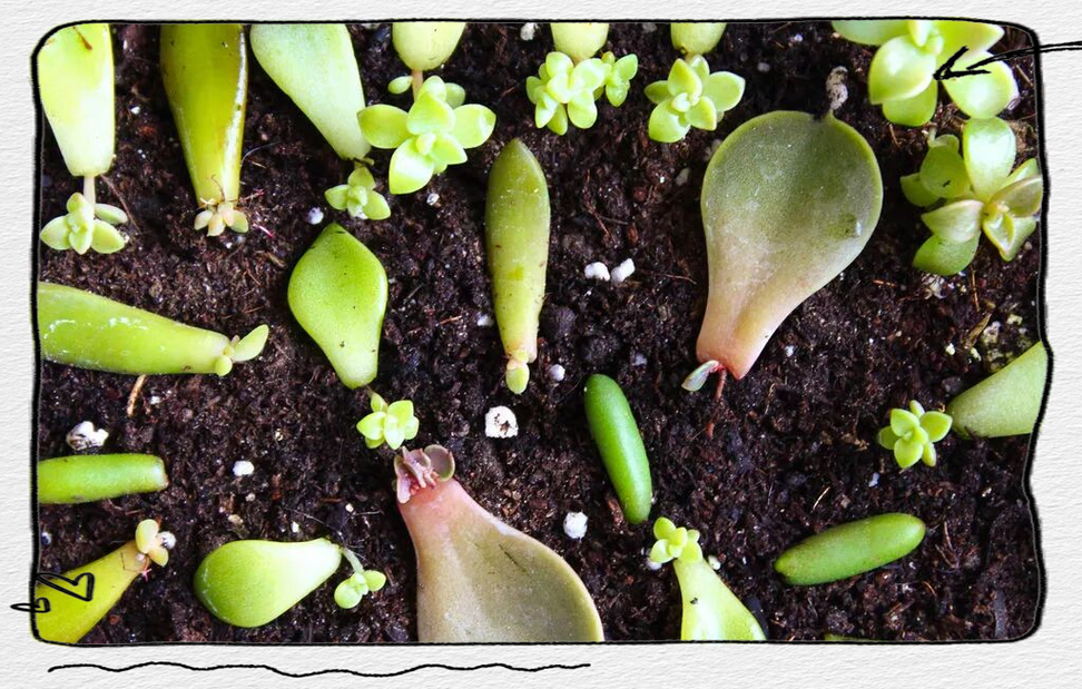 多肉叶片怎么繁殖？-第3张图片-吾爱花网