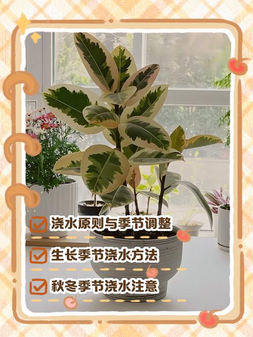 橡皮树水培咋才能成功？-第1张图片-吾爱花网