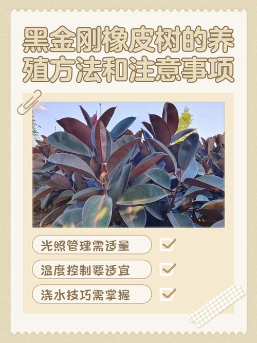 橡皮树水培咋才能成功？-第2张图片-吾爱花网