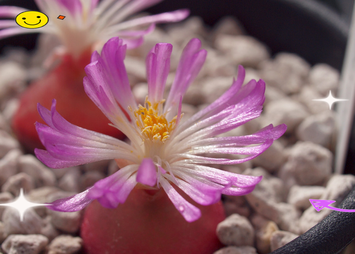 多肉灯泡蜕皮怎么帮？-第1张图片-吾爱花网