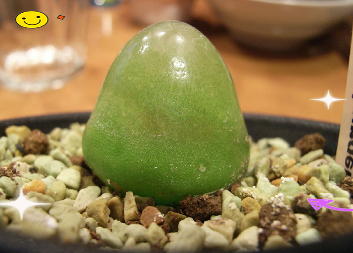 多肉灯泡蜕皮怎么帮？-第2张图片-吾爱花网