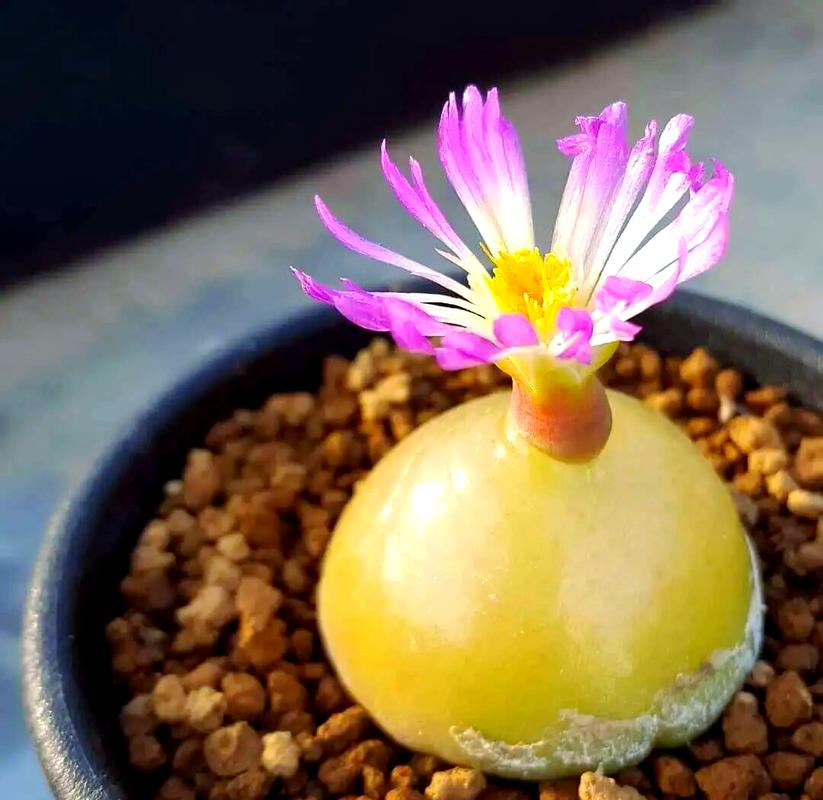 多肉灯泡蜕皮怎么帮？-第3张图片-吾爱花网