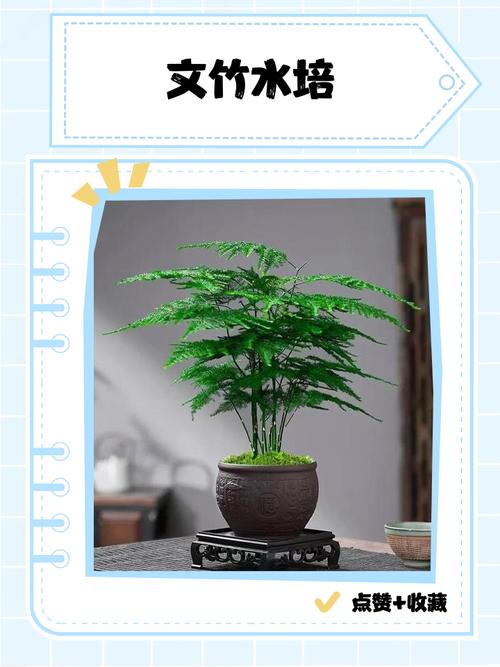 水培文竹折了还有救吗？-第1张图片-吾爱花网