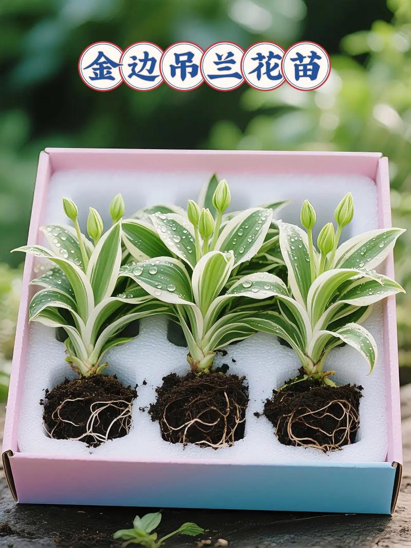 金边翡翠吊兰的花语是什么？-第2张图片-吾爱花网